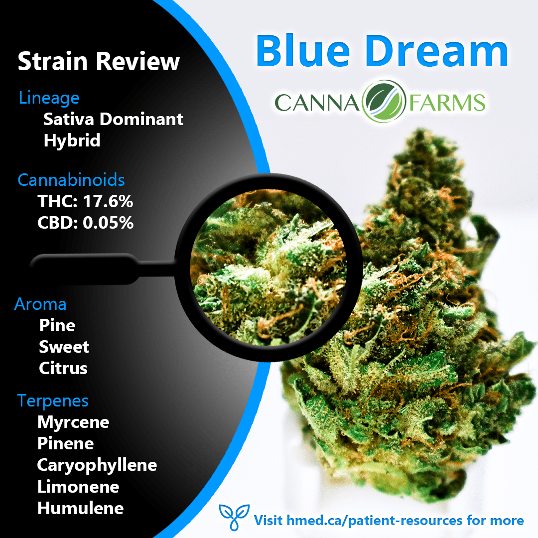 What Is Blue Dream, and What Makes the Weed Strain So Popular?