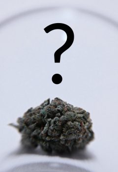 Does Bud Size Matter?