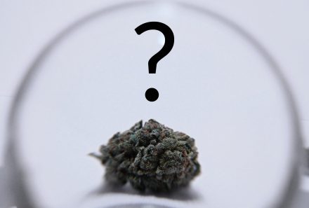 Does Bud Size Matter?