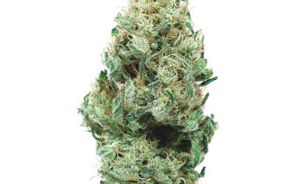 Medical Cannabis Flower Products