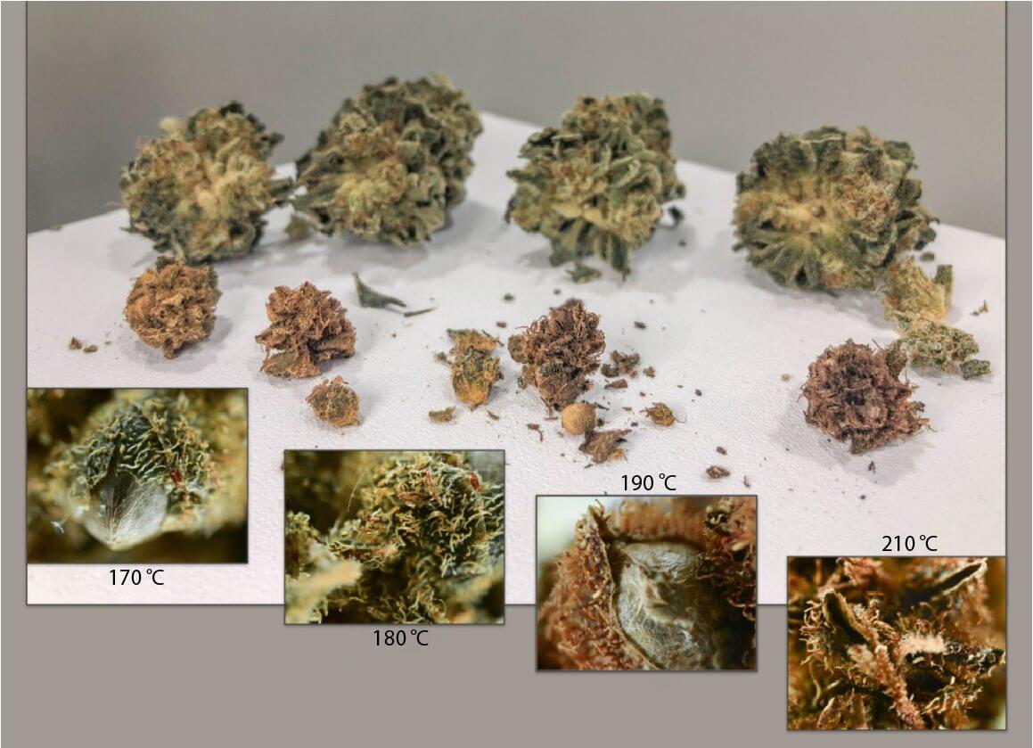 Vaporizing Dried Cannabis at various temperatures