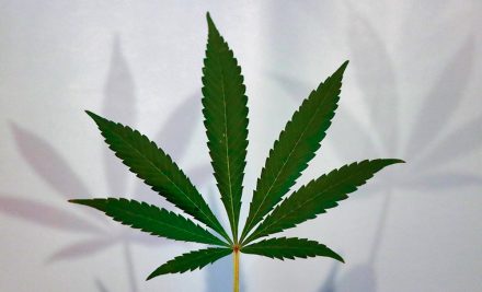 Hemp CBD vs. Cannabis CBD